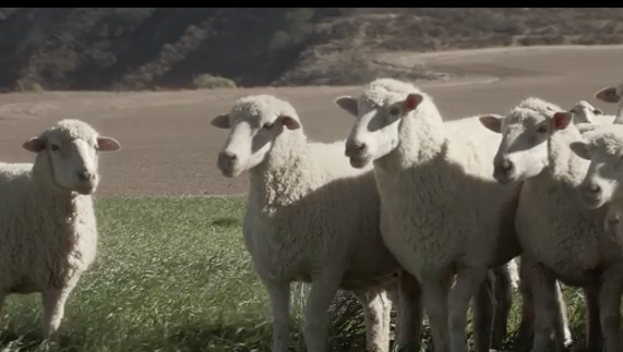 It takes a flock of sheep to replicate Queen's vocals in Honda's Super Bowl 50 ad